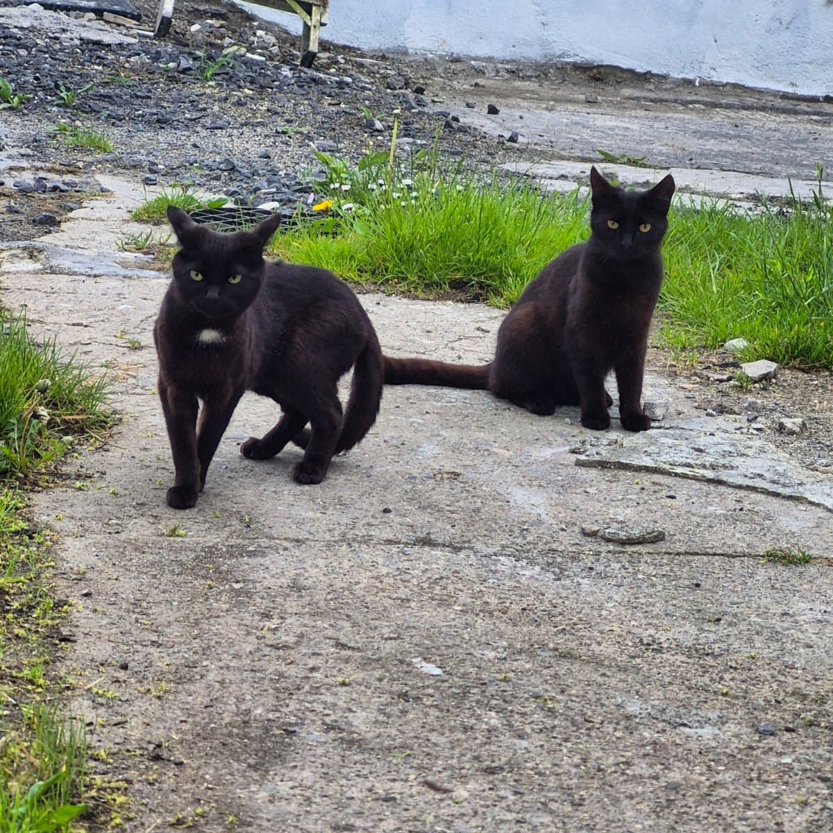 Copy & Paste