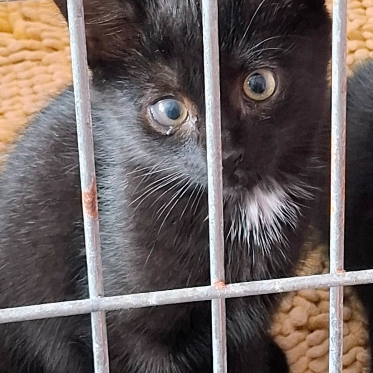 Coco