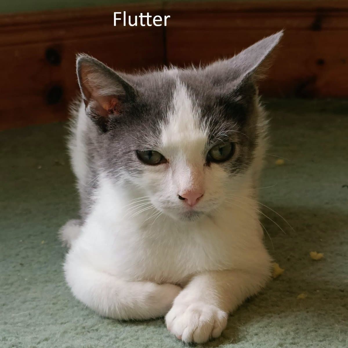 Flutter