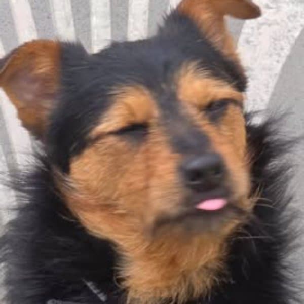 Brandy