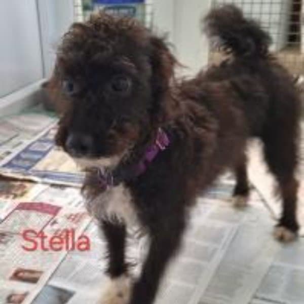 Stella