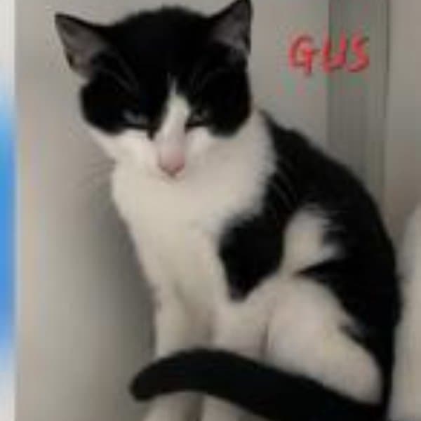 Gus