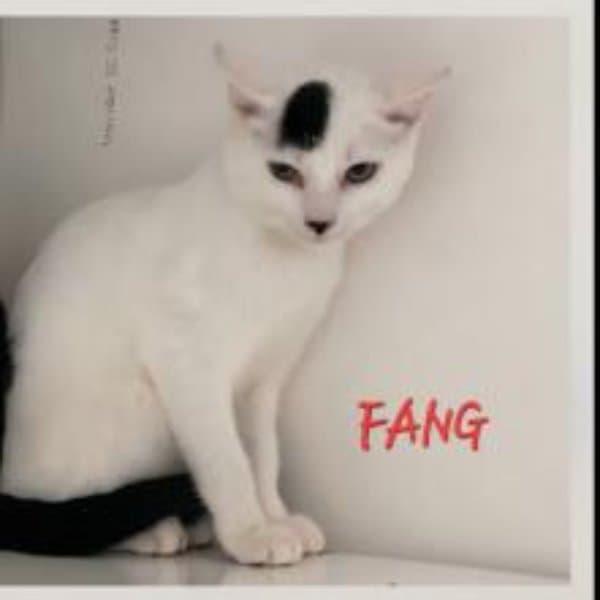 Fang