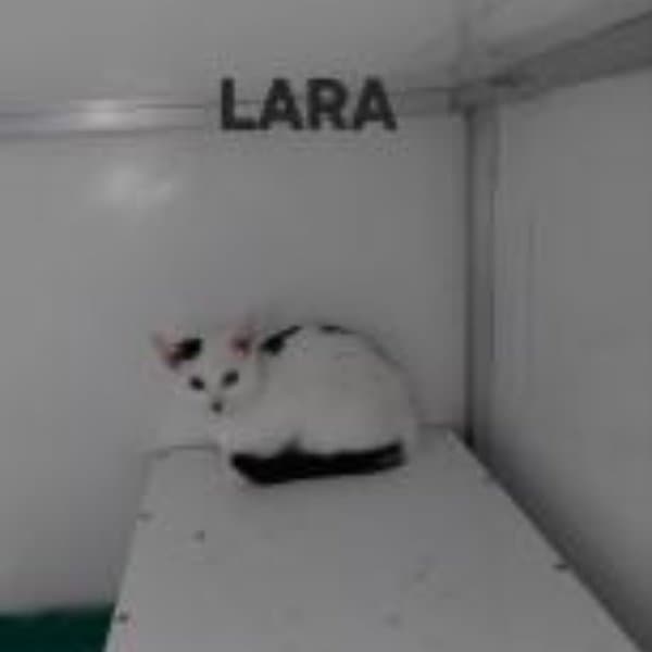 Lara