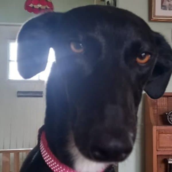 Gertie