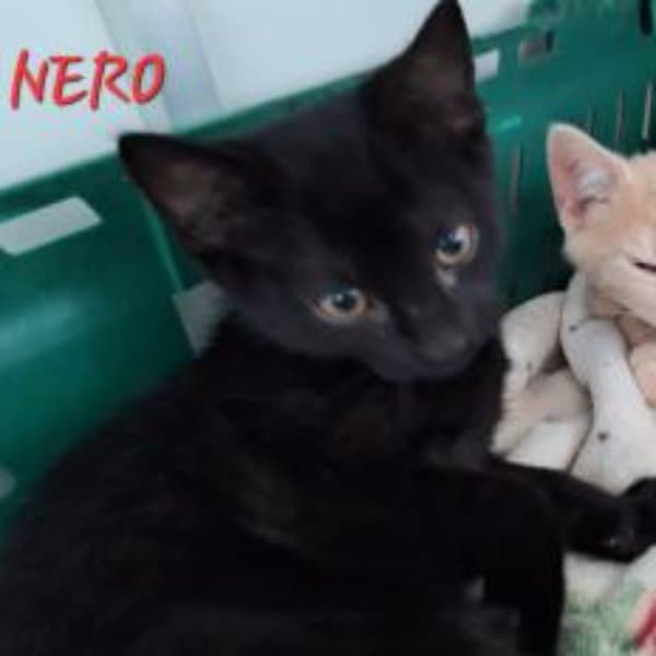 Nero