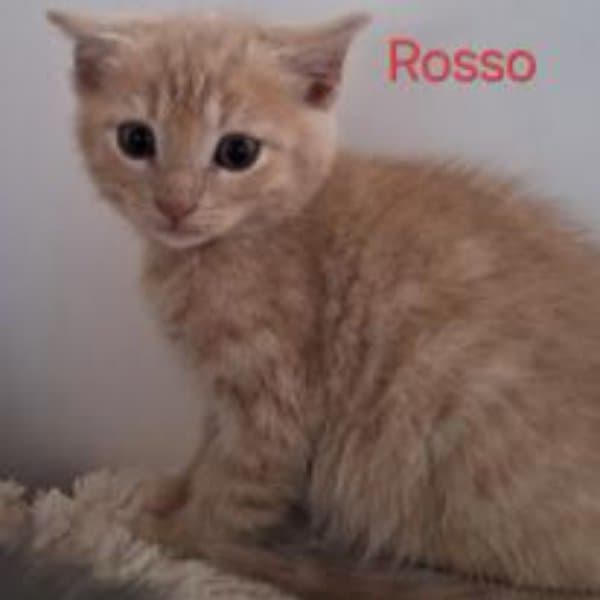 Rosso