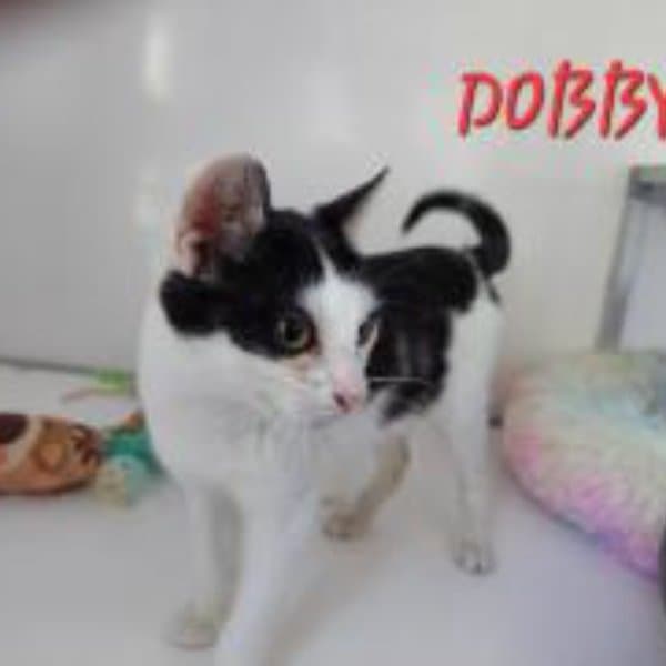 Dobby
