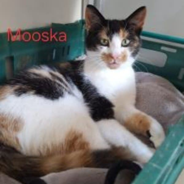 Mooska
