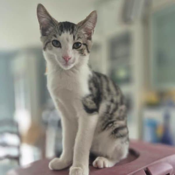 Milo