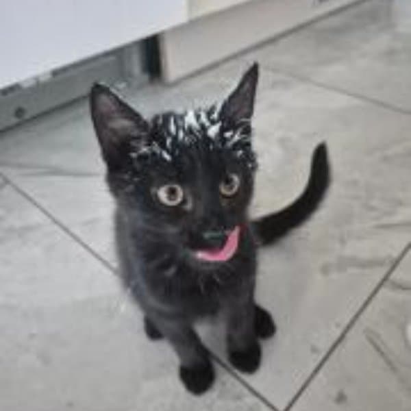 Ember