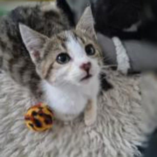 Tigger