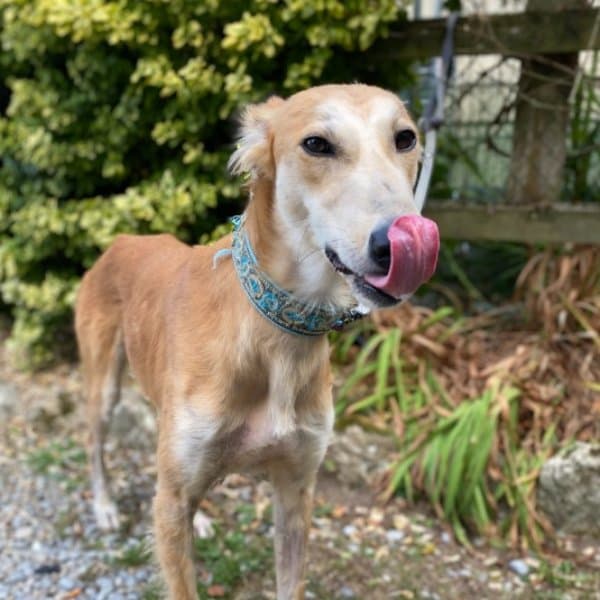 Sailor