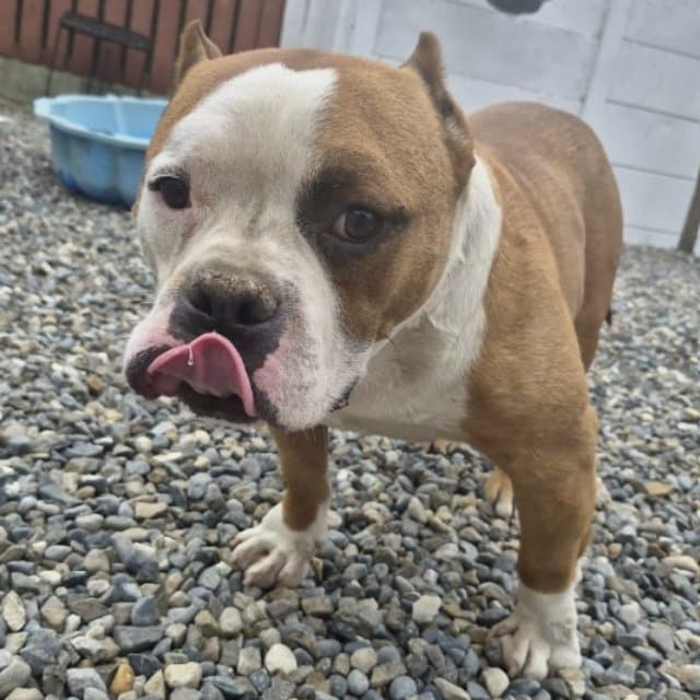 Rico