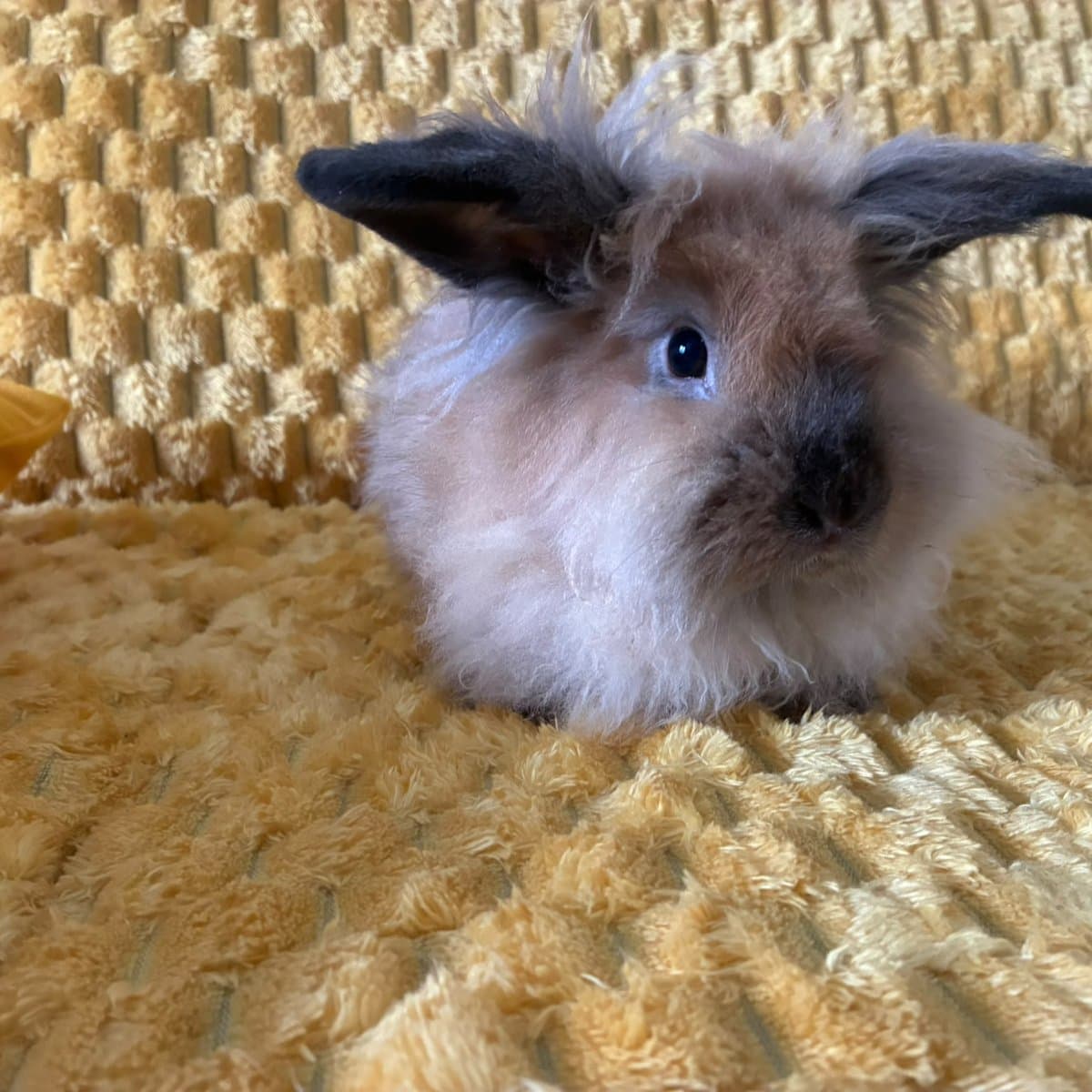 Bunny