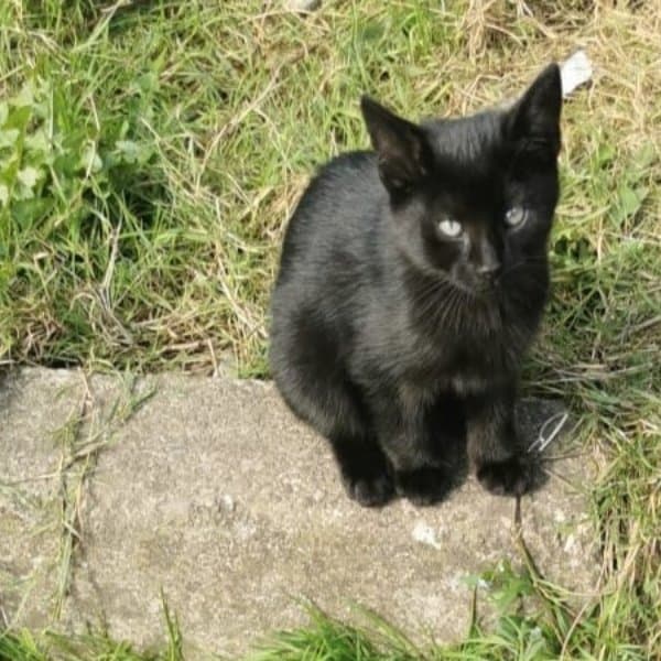5 kittens