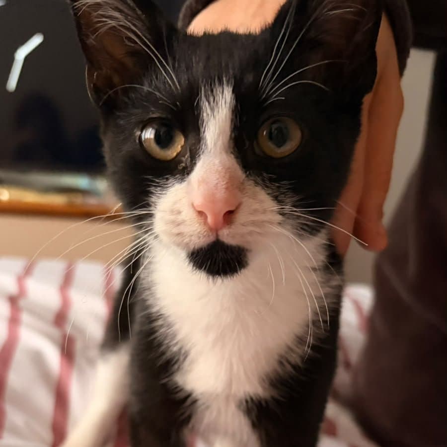 Kitten