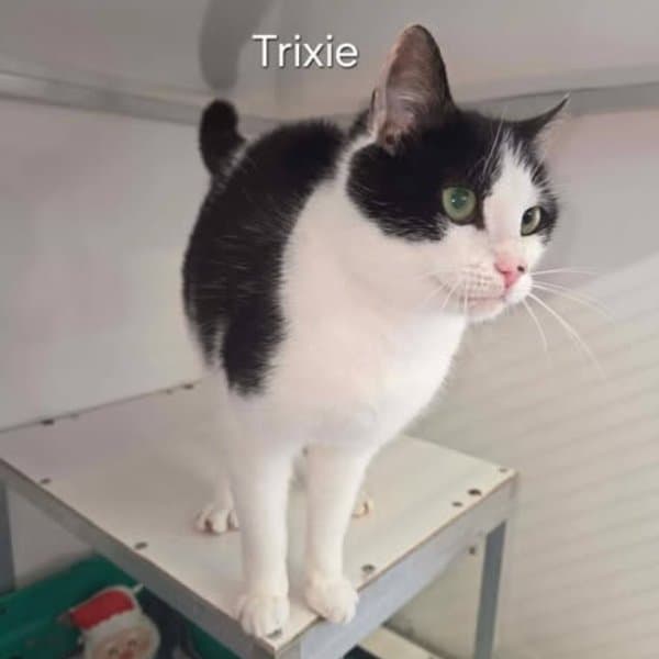 Trixie