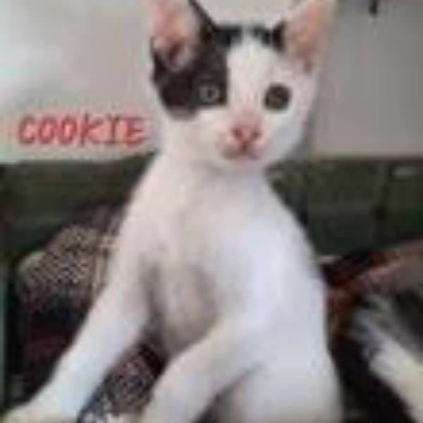 Cookie