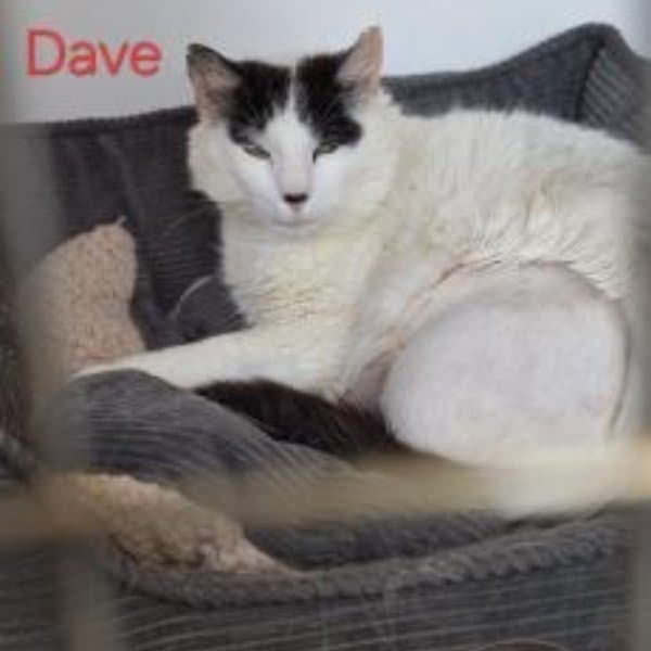 Dave