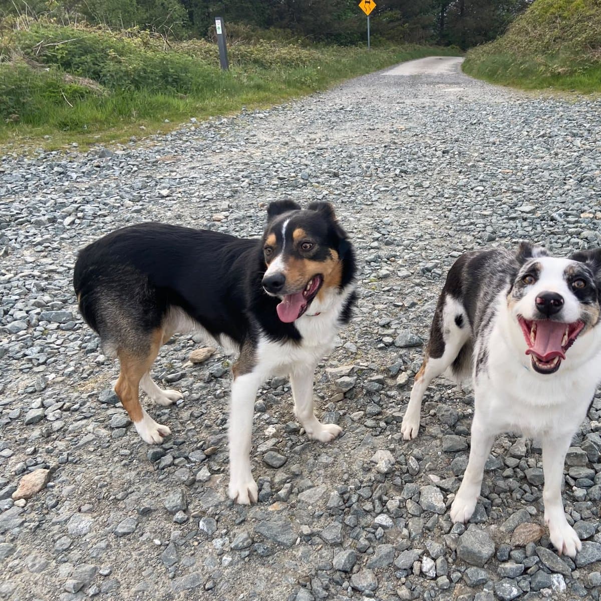 Fintan & Echo