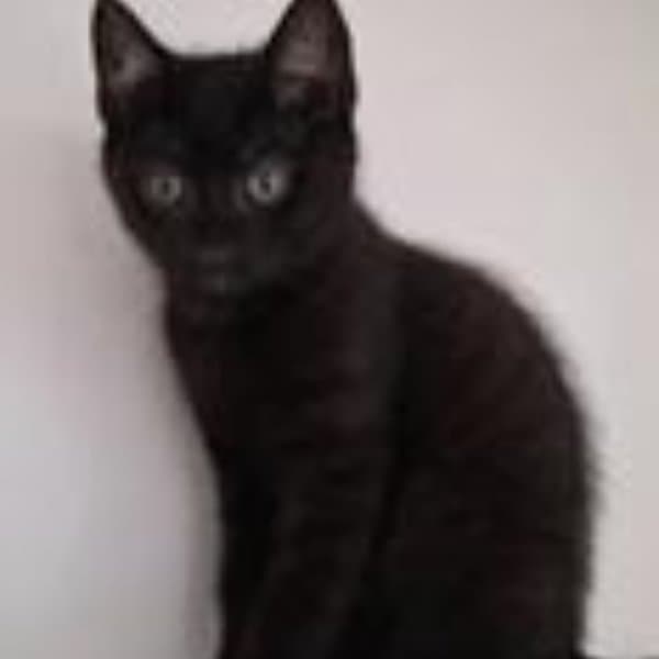 Soot