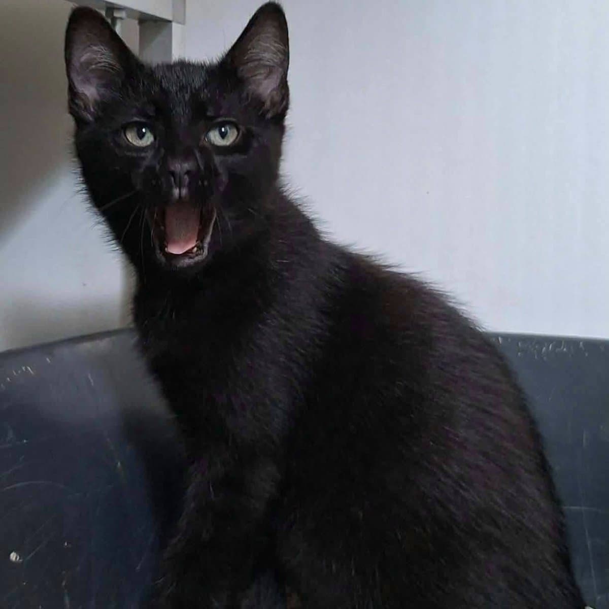 Coal