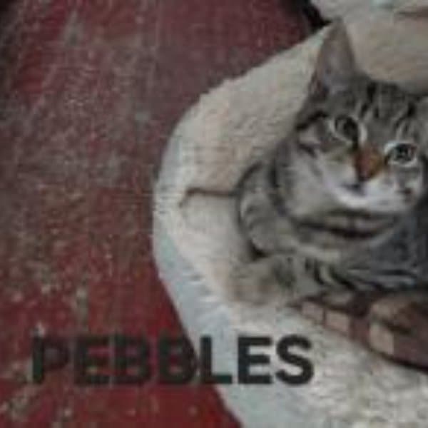 Pebbles