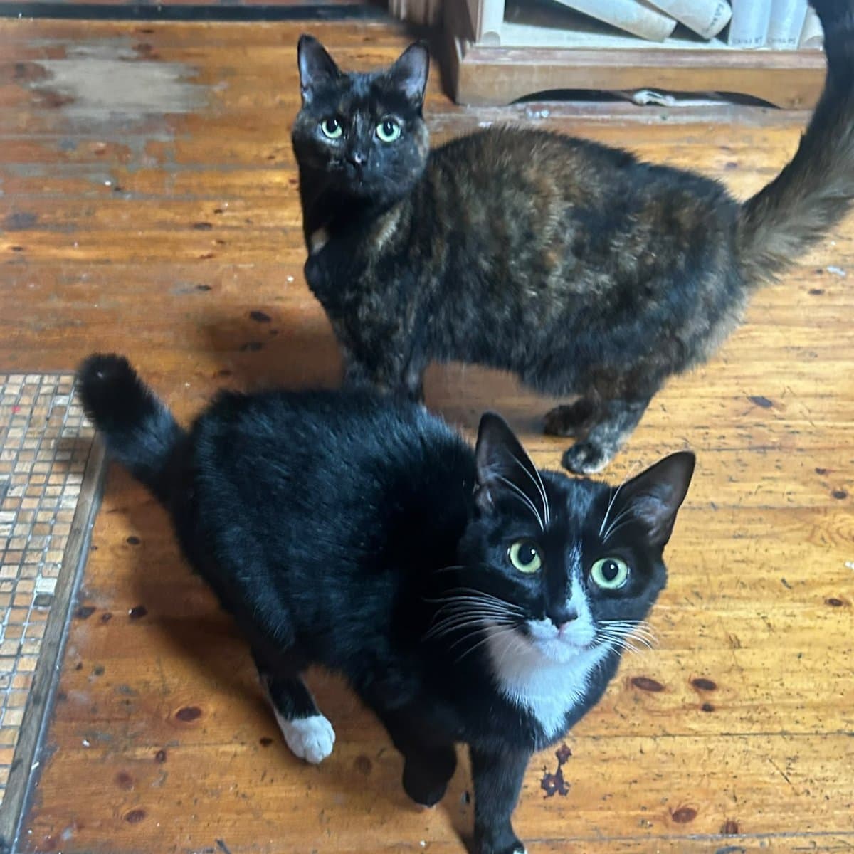 Tortie & Joanna