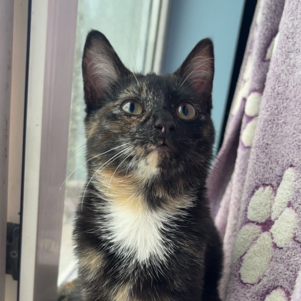 Female Kitten