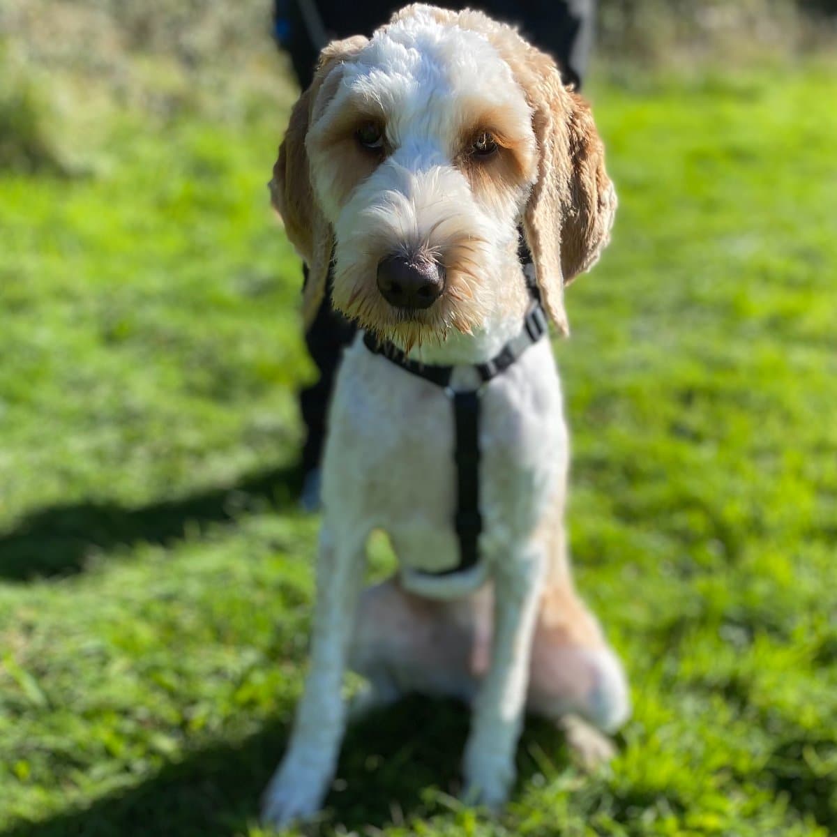 Snoop