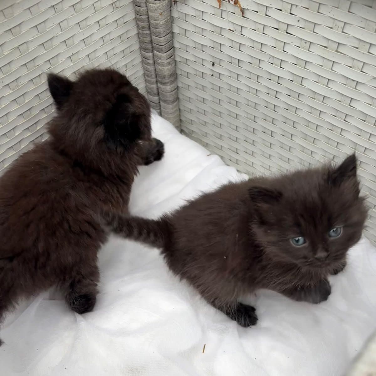 Four Kittens