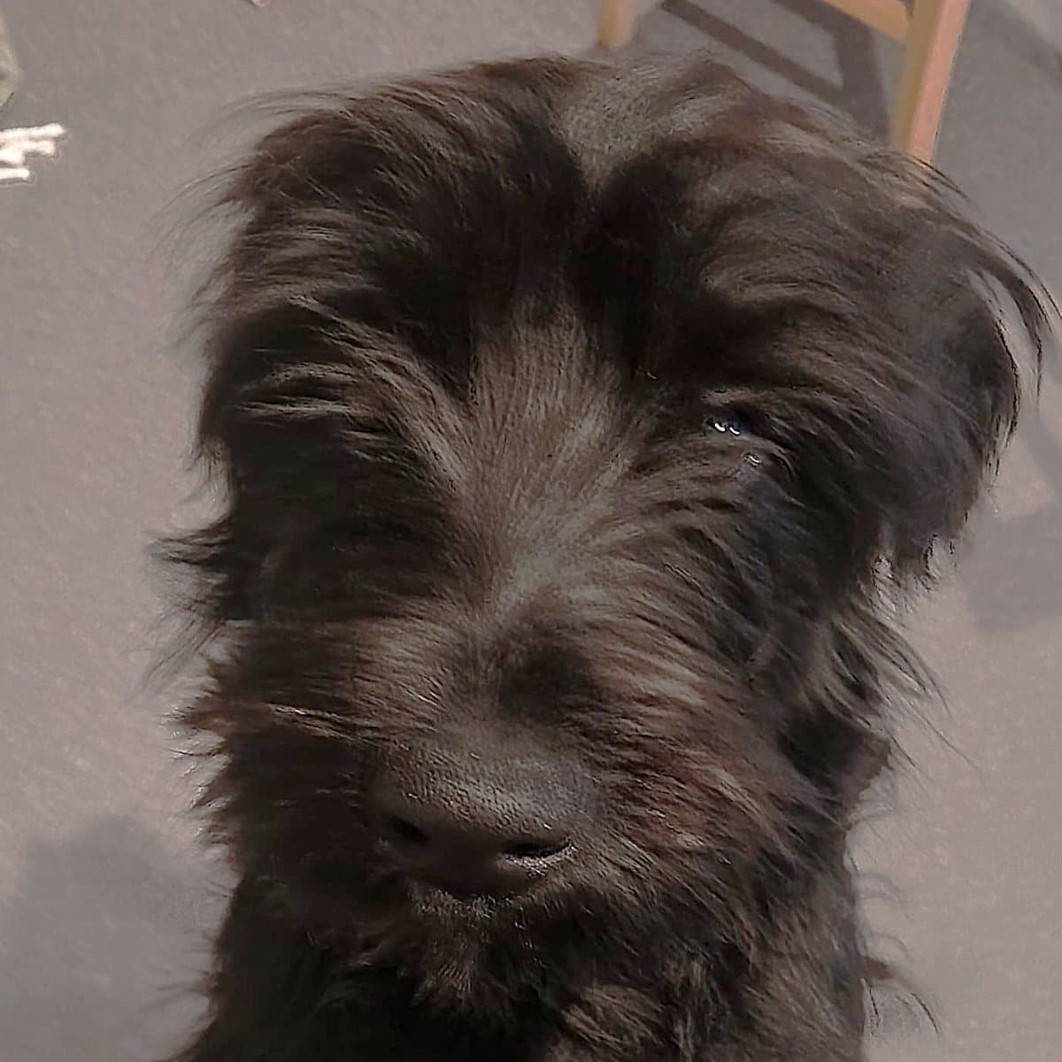 Oscar