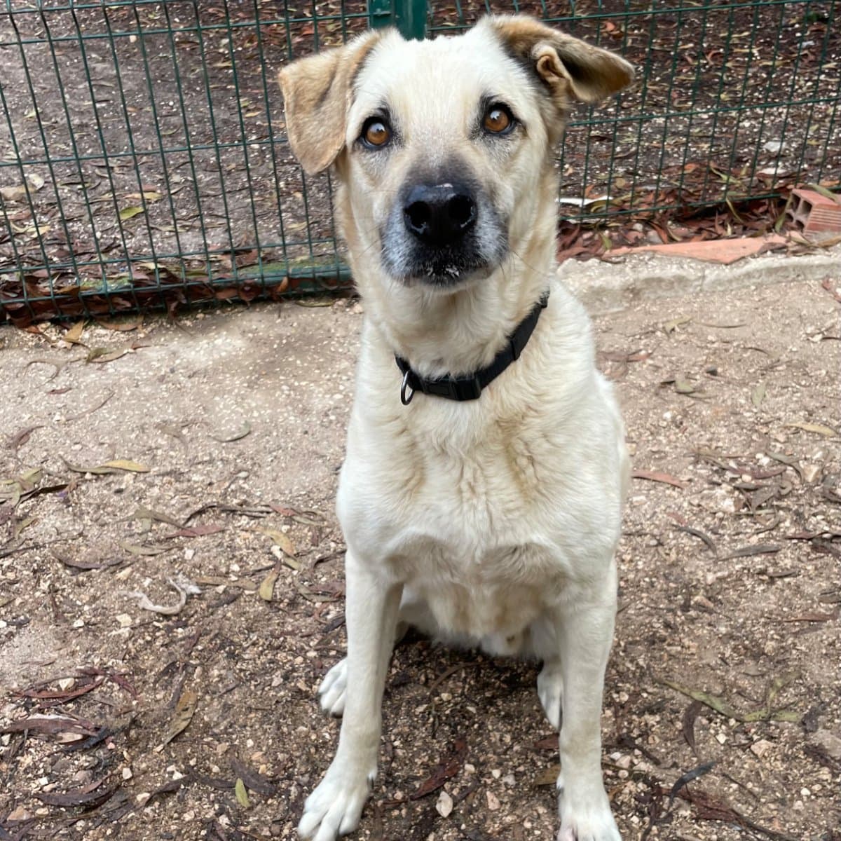 Jack