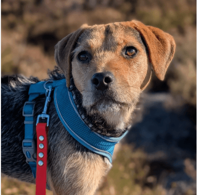 Tan dog with blue collar available for adoption