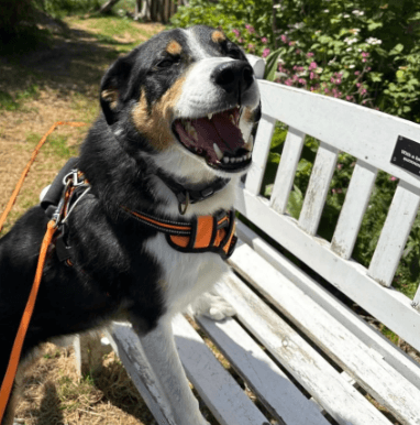 Happy black and tan dog sitting on a bench