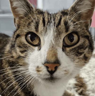 Tabby cat with green eyes looking for a home