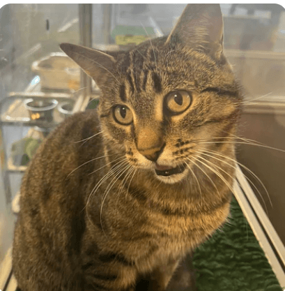 Tabby cat in a shelter waiting for adoption