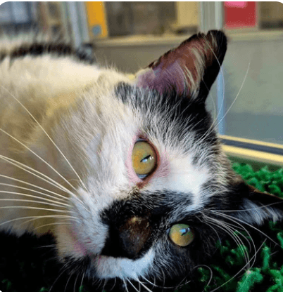 Black and white cat with striking eyes